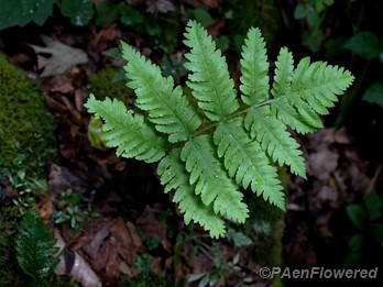 Young frond